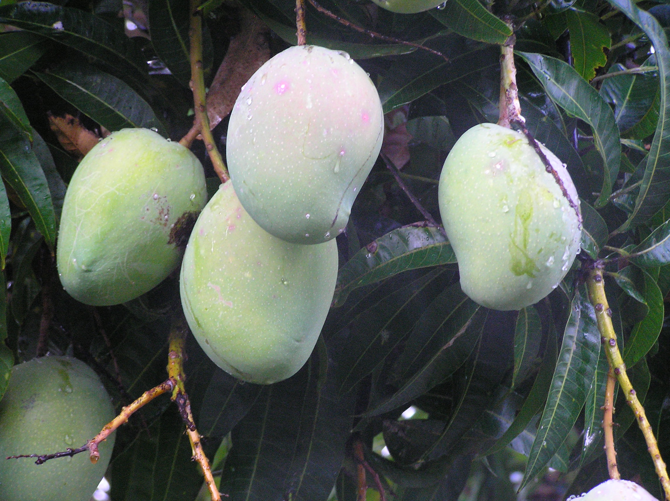 Growing Organic Mangoes